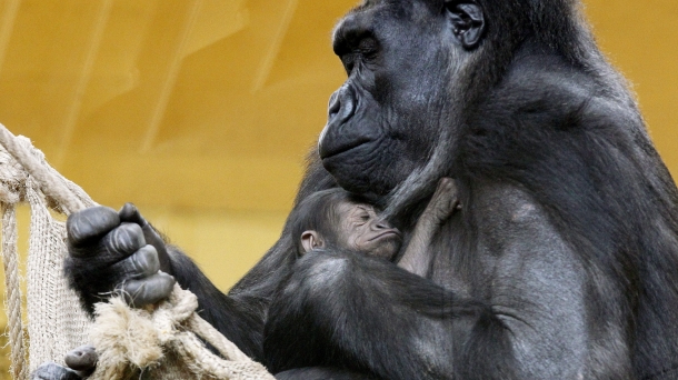 Primates y humanos: tan lejos y tan cerca