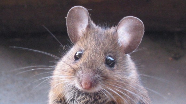 Ciencia: ratones regenerados y "telequinesia"