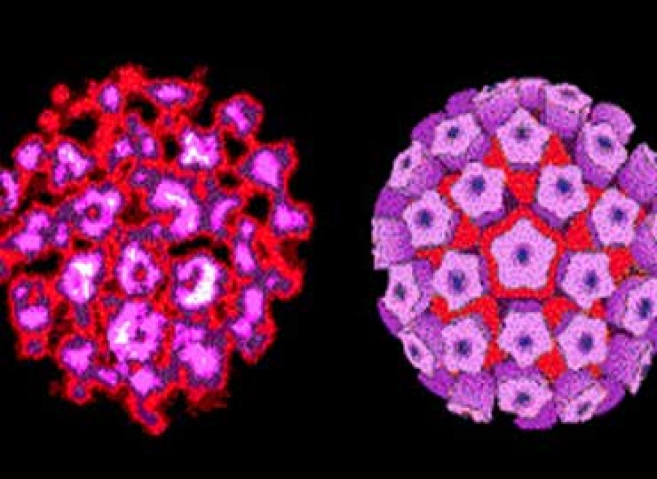 El virus del papiloma humano. Foto: Agencias.