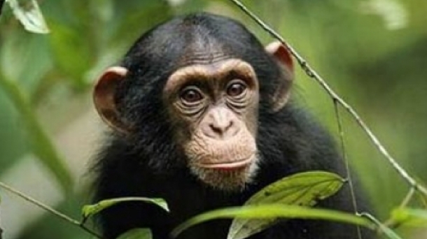 Yo, mono: una visión del comportamiento primate y comercio en el s XVI