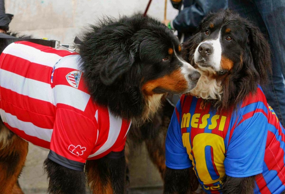 Dos perros con camisetas del Athletic y el Barcelona. Foto: EFE