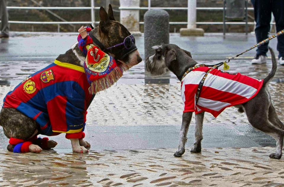 Dos perros con camisetas del Athletic y el Barcelona. Foto: EFE