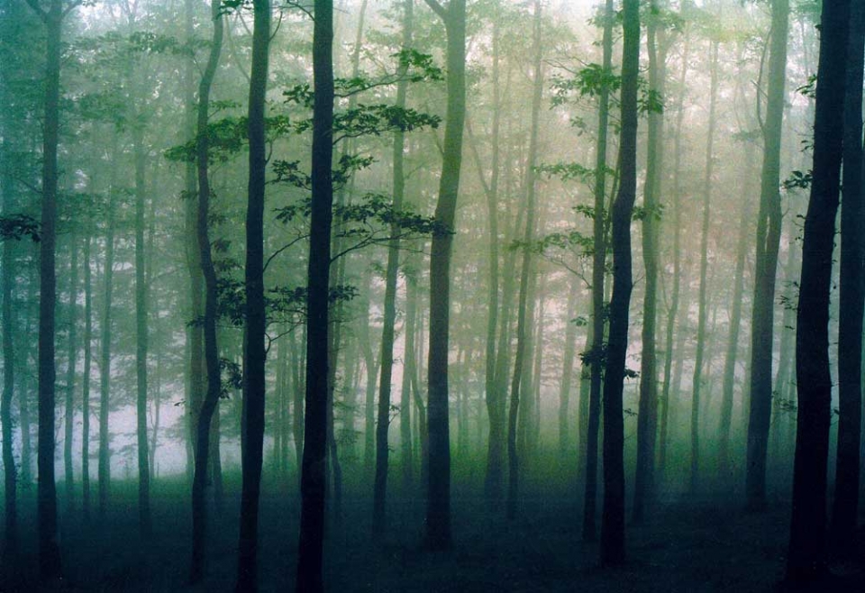 Burniko basoa Aranon. Argazkia: Mikel Ruiz.