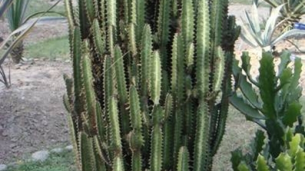 Euphorbia Trigona contra el cáncer