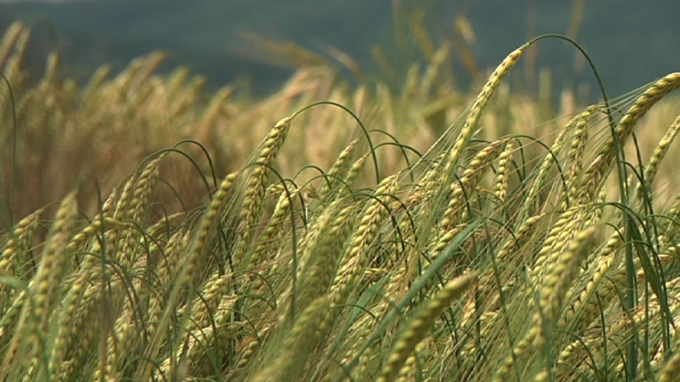 Kanpezu (Araba). Argazkia: EITB