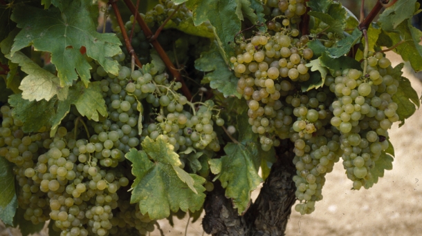 Uvas de la Rioja Alavesa