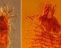 230-million-year-old insects discovered trapped in amber