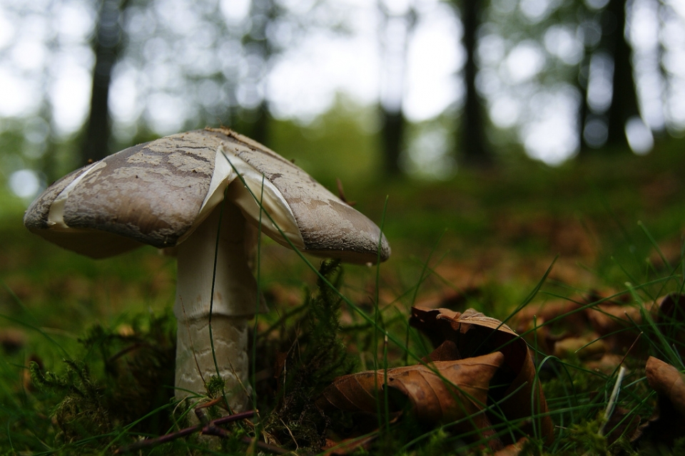 Baztan. Bego Arizmendi