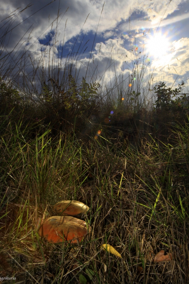 Laudio. Inocencio Goikuria