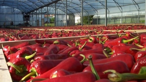 Le piment d'Espelette. Photo: EITB