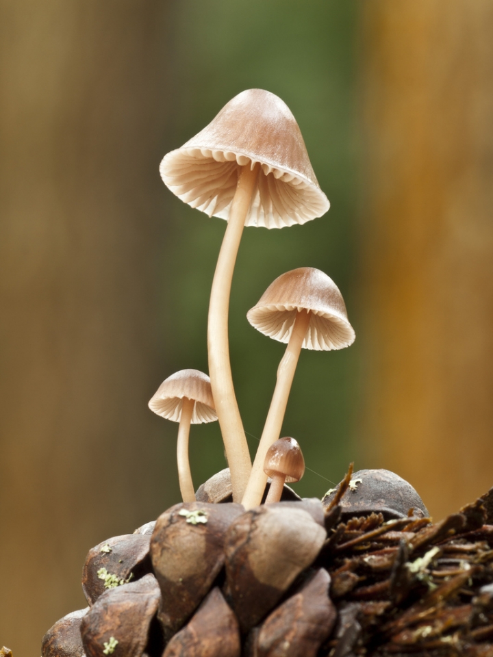 Garai. Joaquin Sanchez