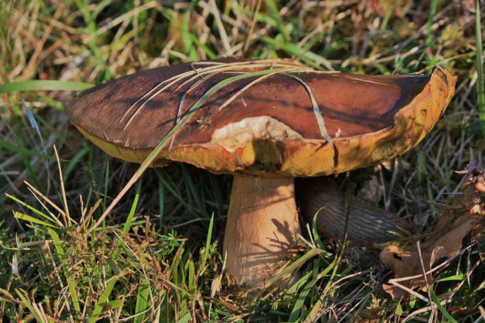 Tafalla. Josetxo Apeztegia