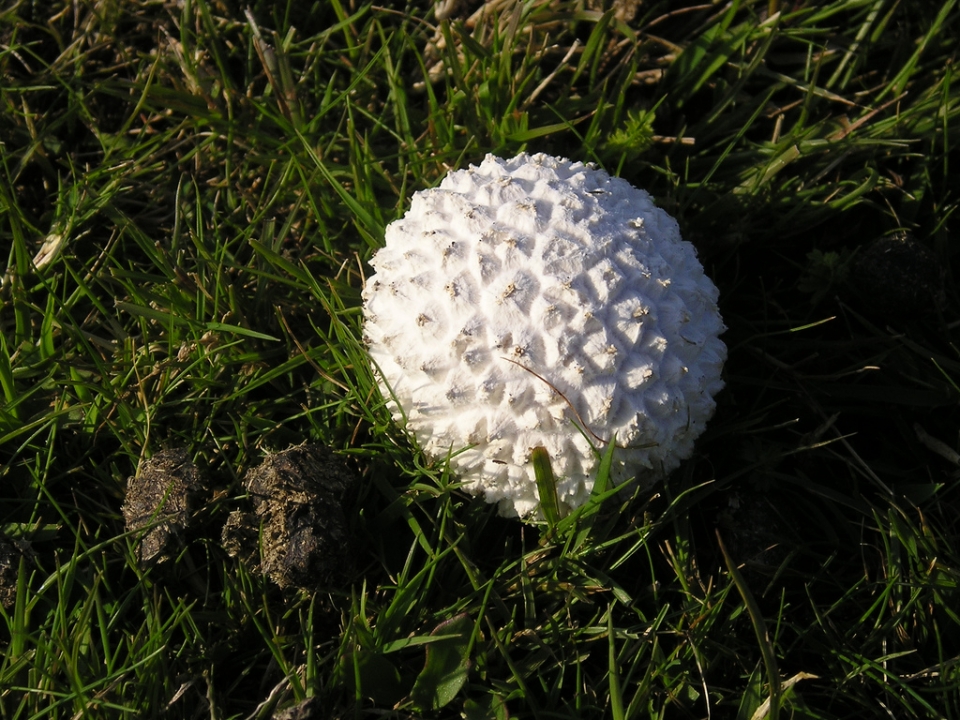 Oiartzun. Jose Mari Igartzabal