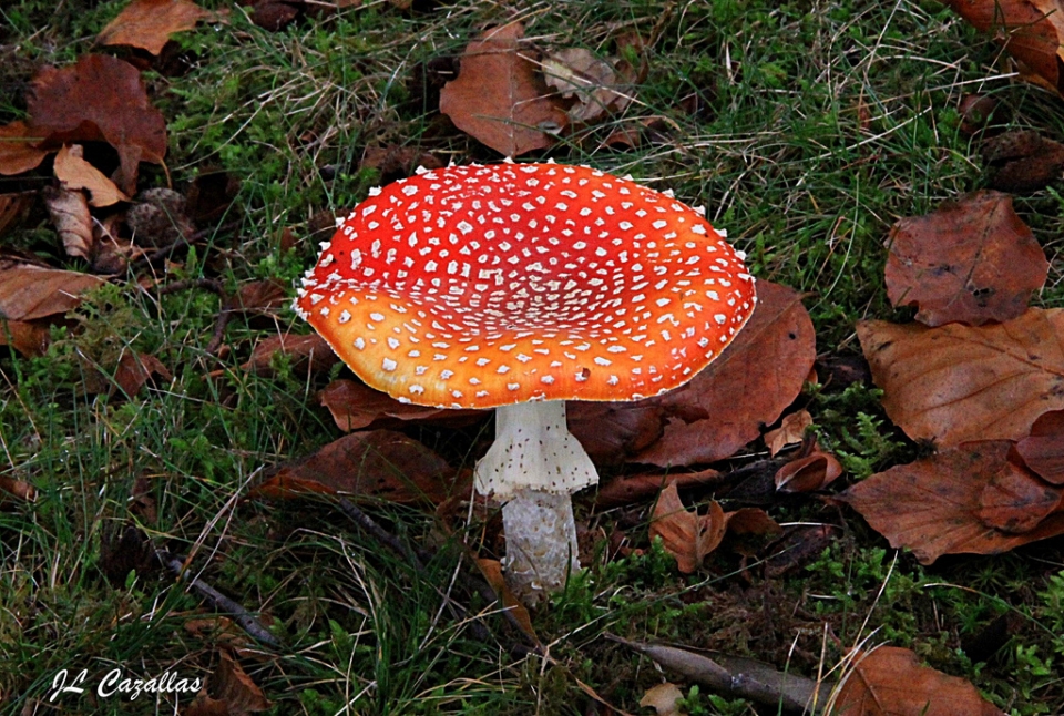 Galdakao. Jose Luis Cazallas