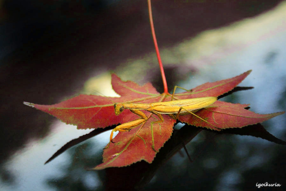 Inocencio Goikuria. Galdakao