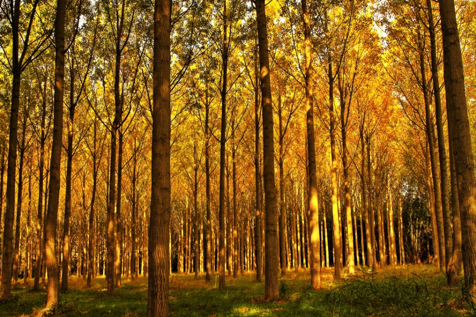 Vicente Kintanal. Labastida