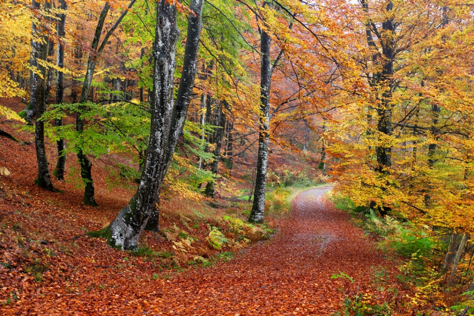 Oscar Peña Arrigorriaga
