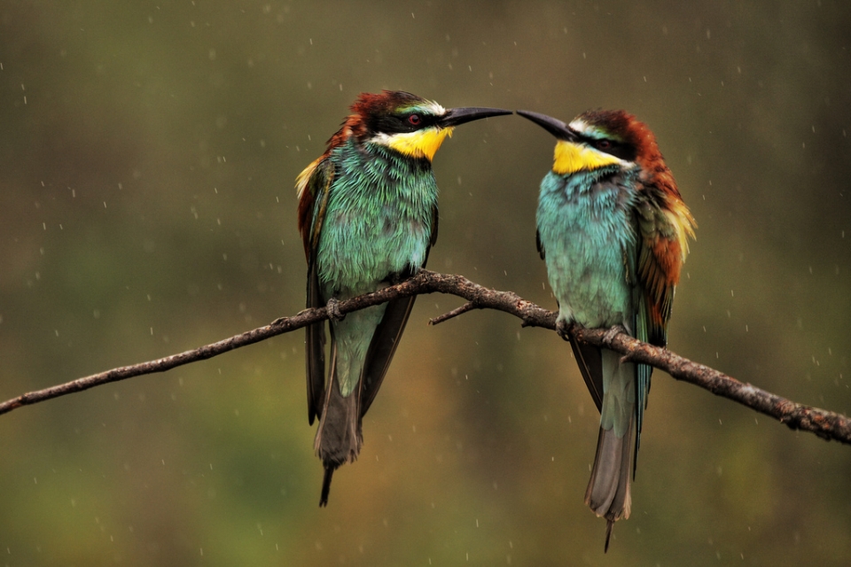 Bastida. Vicente Kintanal