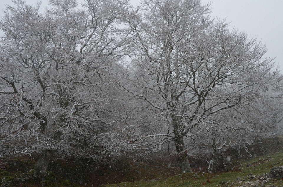 Nieve en Aralar. Foto: Txomin Rezola