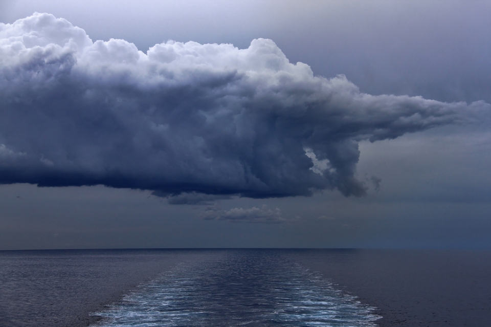 Iñaki Barrutiabengoa. Roses