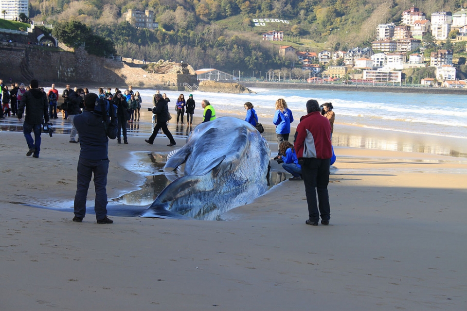 Argazkia: Luis Dadebat