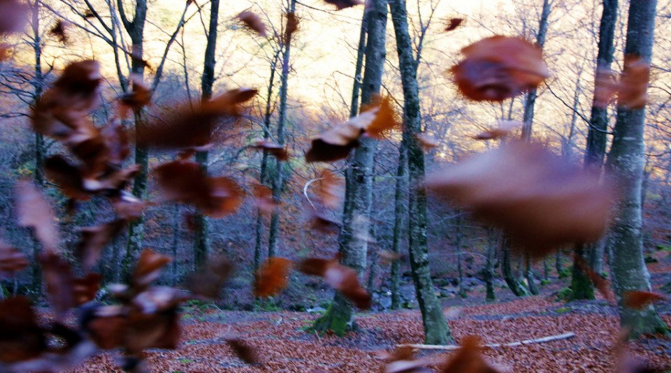 Argazkia: Vicente Guinea