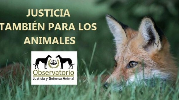 Justicia también para los animales