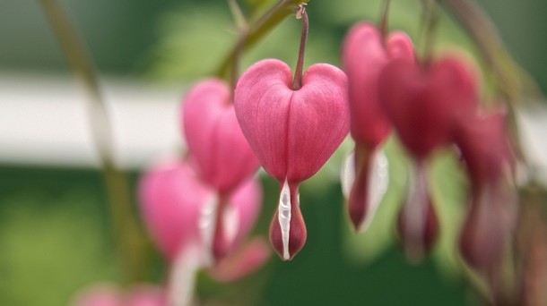 ''Born from the heart'' directo al éxito en New York