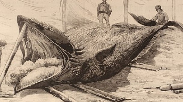 En Canadá se recrea hoy la vida de los primeros balleneros vascos