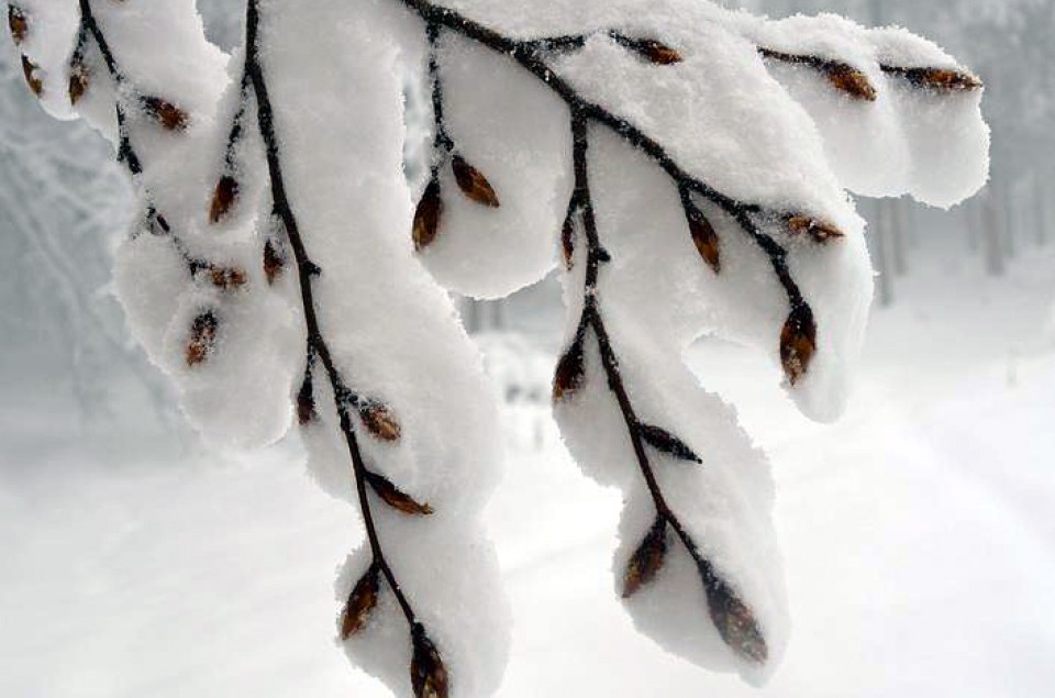 Foto: Altzo. Txomin Rezola