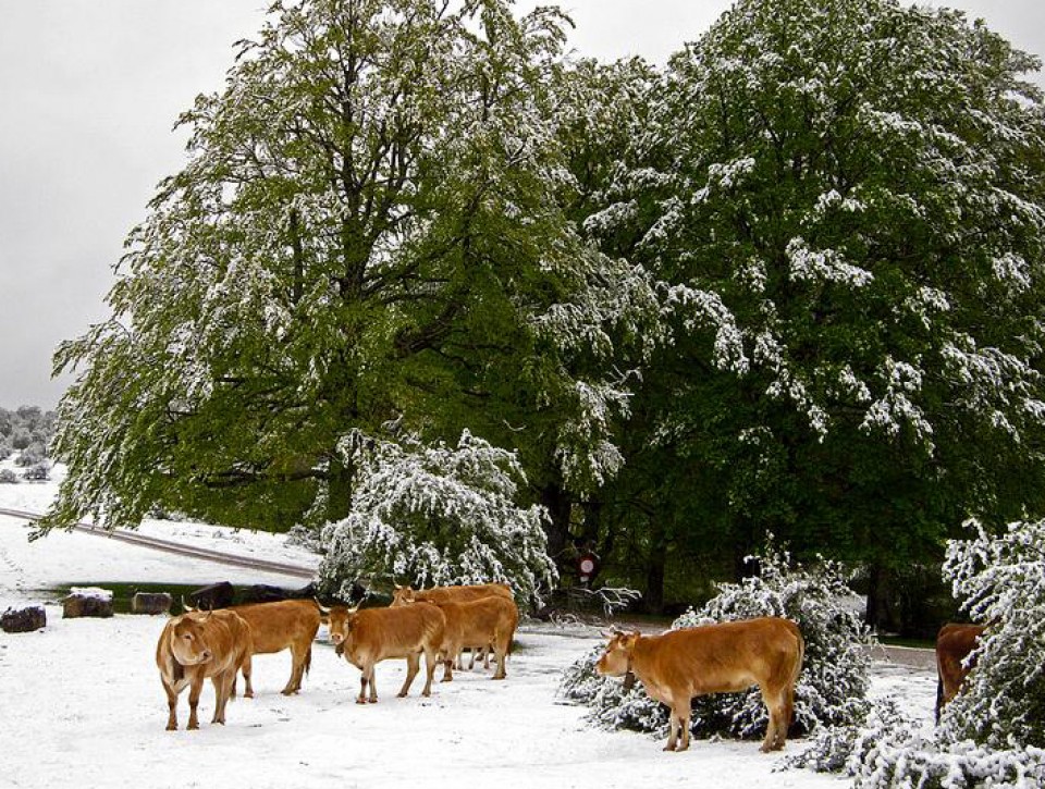 Foto: Ziordia. Javier Legaz.