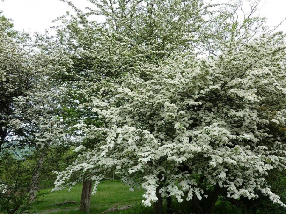 Arrigorriaga. Argazkia: Mikel Otxoa