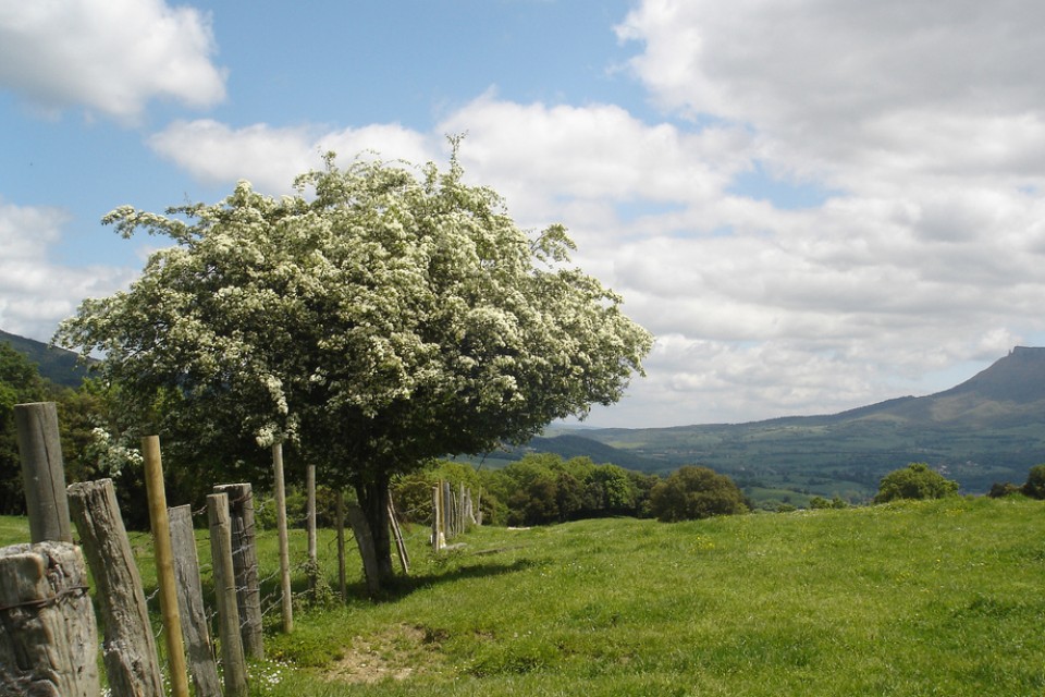 Barrasa (Mena). Argazkia: Susana Martinez