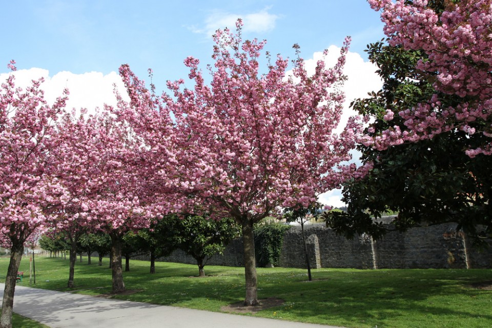Iruña. Argazkia: Jesus Angel Arana