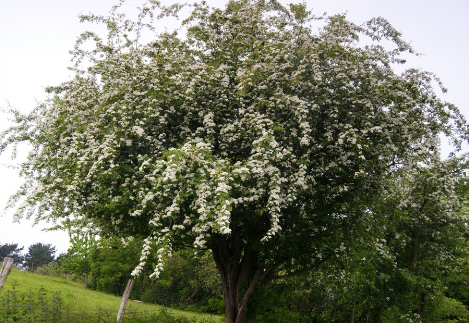 Trapagaran. Argazkia: Alberto Zorrilla