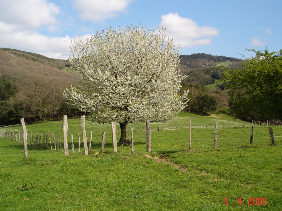 Gereziondoa. Argazkia: Susana Martinez