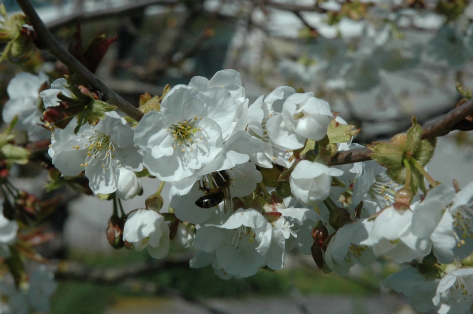 Gereziondoa. Argazkia: Javier Aparicio