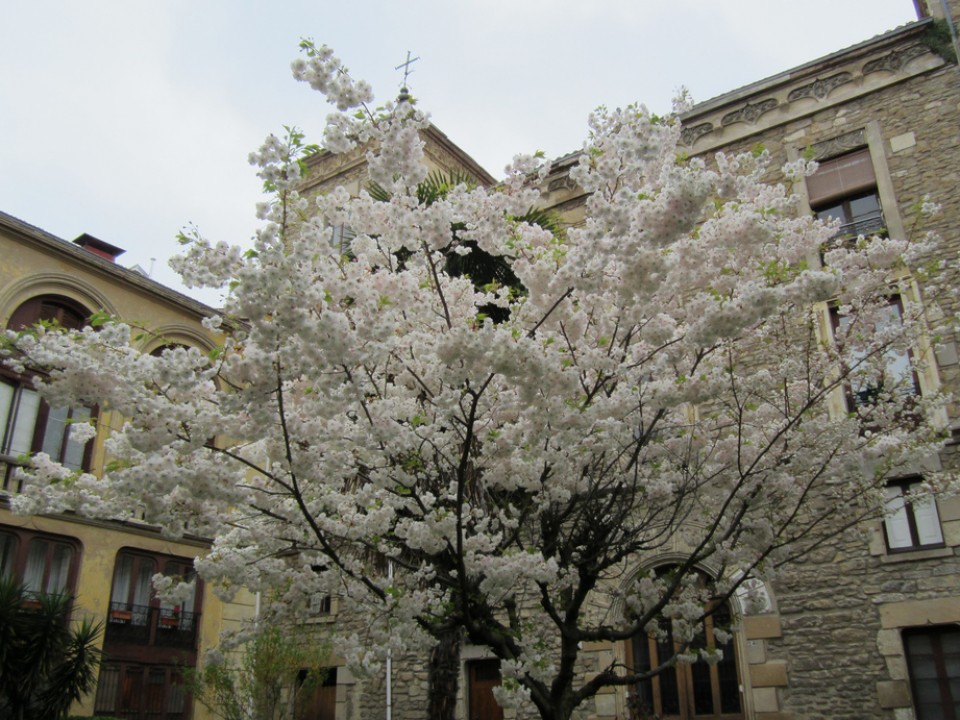 Gereziondo. Argazkia: Jose Maria Alonso