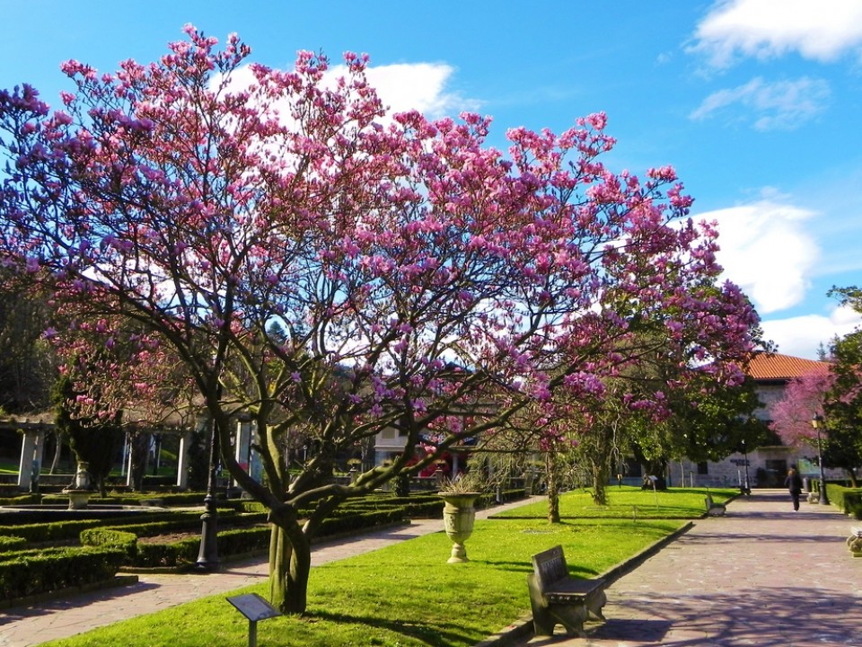 Magnolioa. Argazkia: Iñaki Arteta