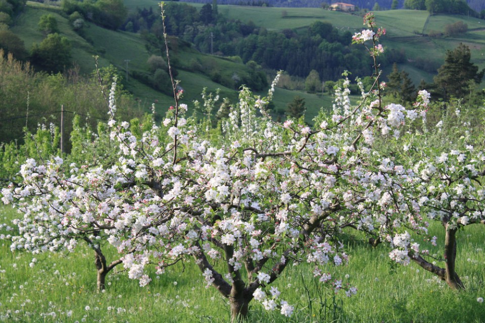 Sagarrondoa. Argazkia: Konsuelo Errasti