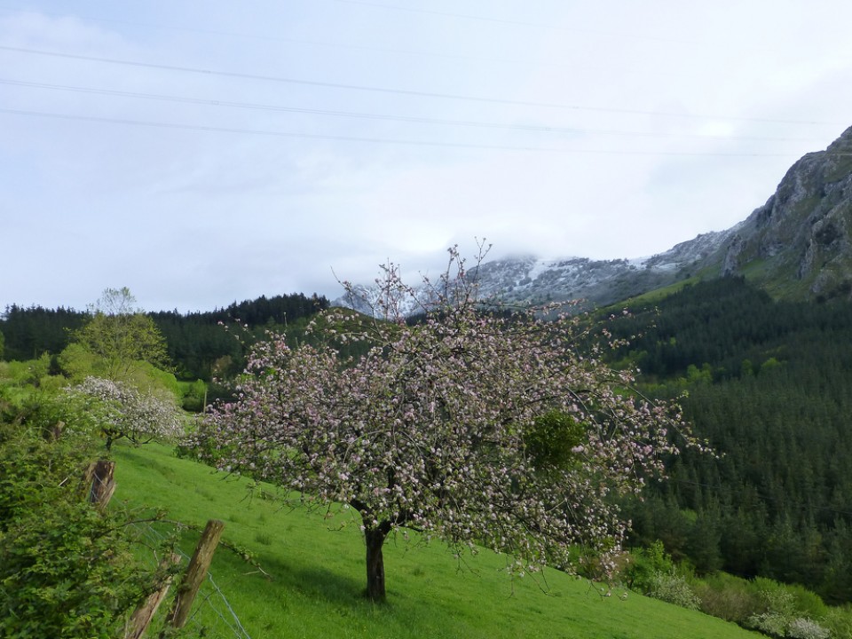 Sagarrondoa. Argazkia: Victor Uriarte