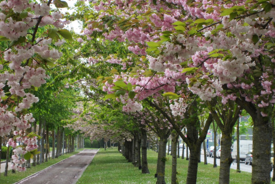 Ibilaldia lore artean. Argazkia: Jose Antonio Ortiz de Zarate