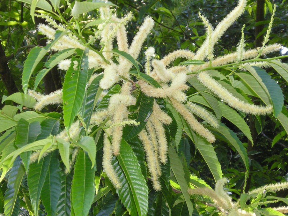 Gaztainondoa. Aldura mendia. Argazkia: Josemari Igarzabal