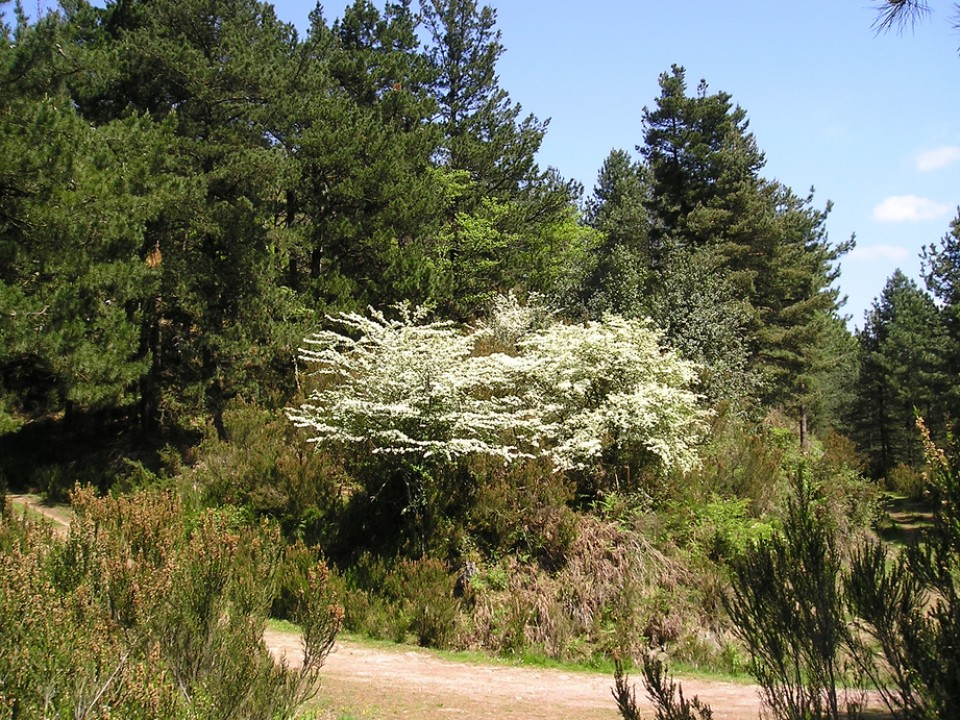 Elorri zuria, Urdaburu mendian. Argazkia: Josemari Igarzaba