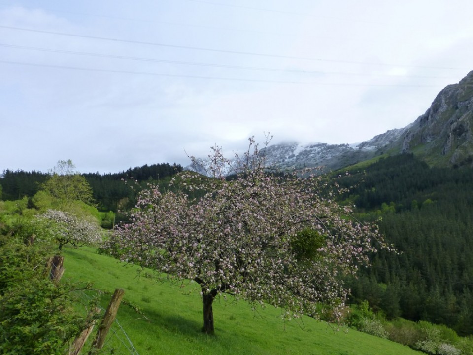 Sagarrondoa. Argazkia: Victor Uriarte