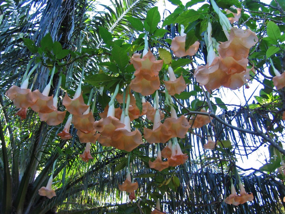 Puerto de la Cruz. Argazkia: Jose Antonio Ortiz de Zarate