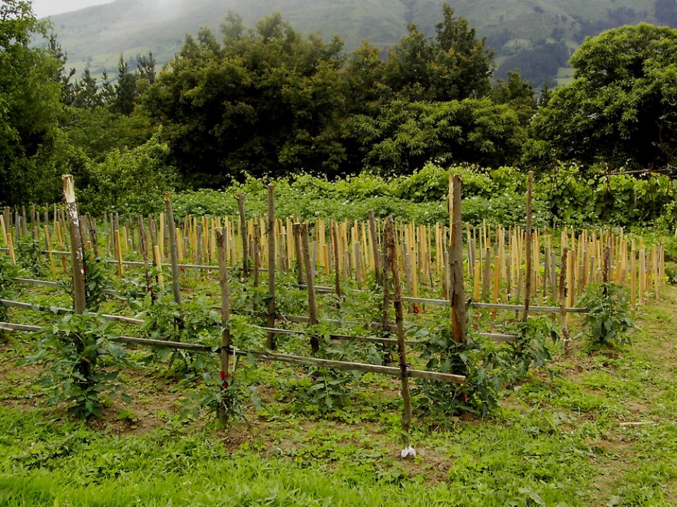 Laiako baratza. Argazkia: Begoña Barrutia