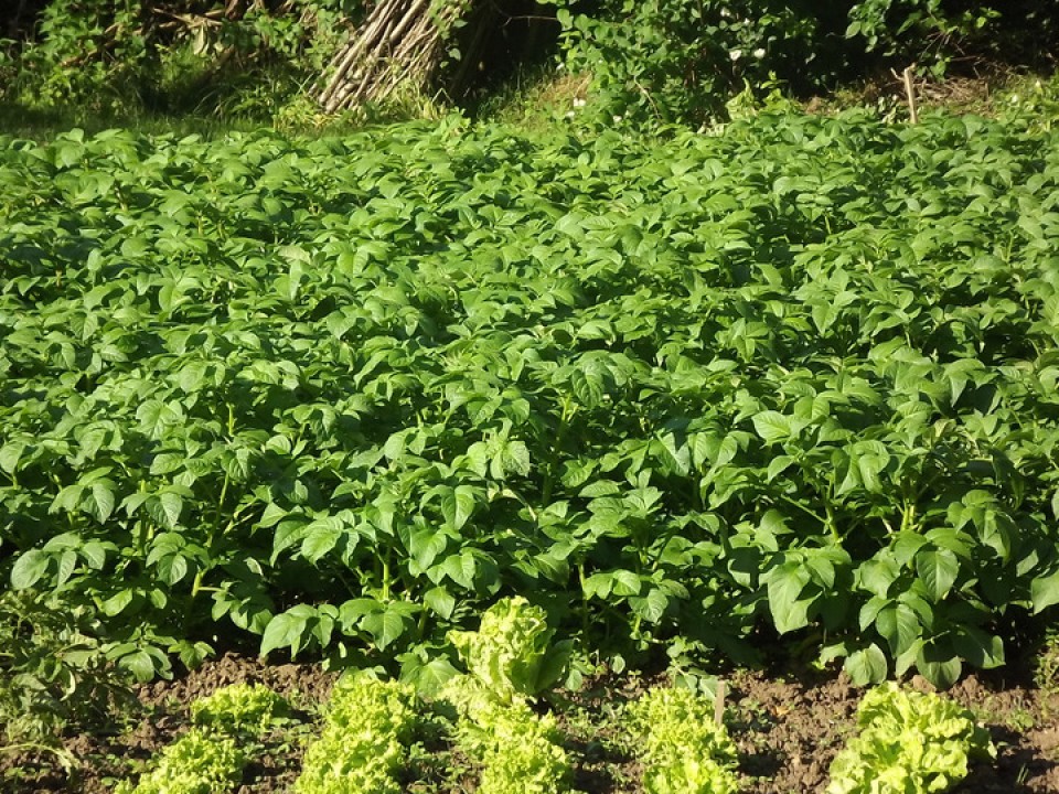 Laudio. Argazkia: Andoni Arza