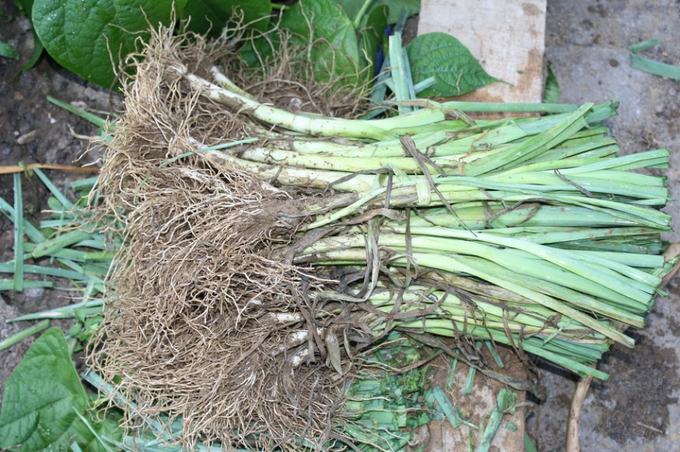 Aramaio. Argazkia: Konsuelo Errasti