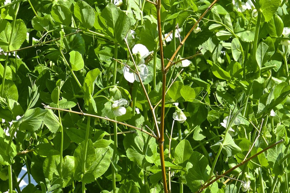 Argazkia: Lorentxo Portularrume